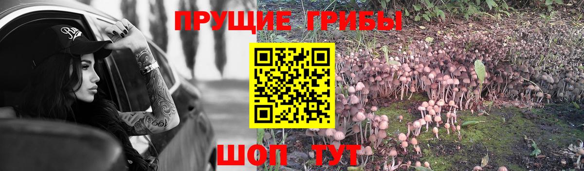 Михайловка  Галлюциногенные грибы мухоморы  Галлюциногенные грибы GOLDEN TEACHER  Вход с VPN 